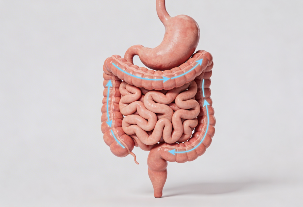 Illustration of the digestive tract showing coordinated movement of food through the stomach and intestines